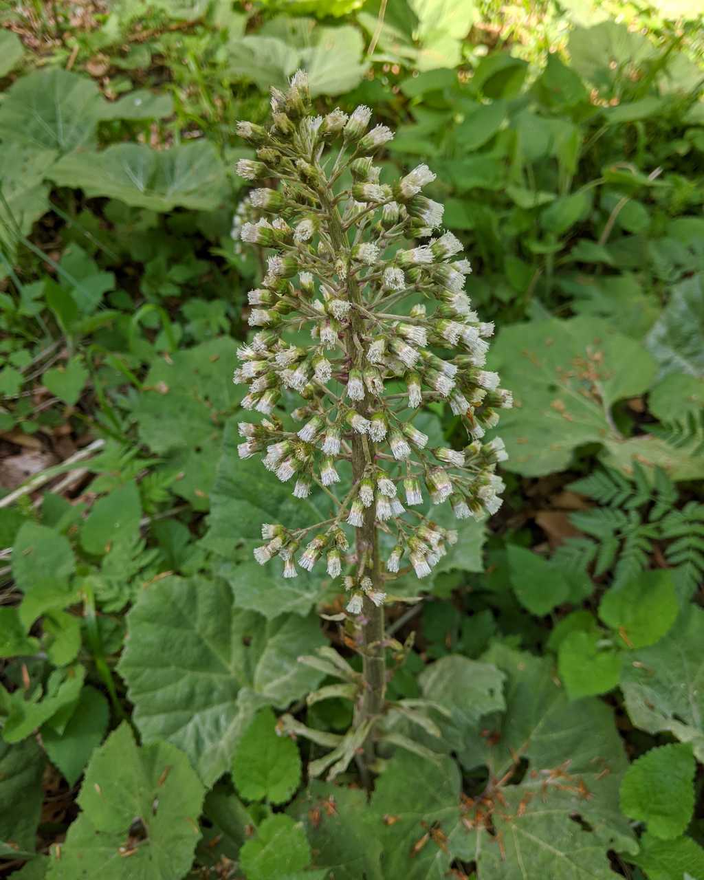 Petasites albus (Asteraceae)